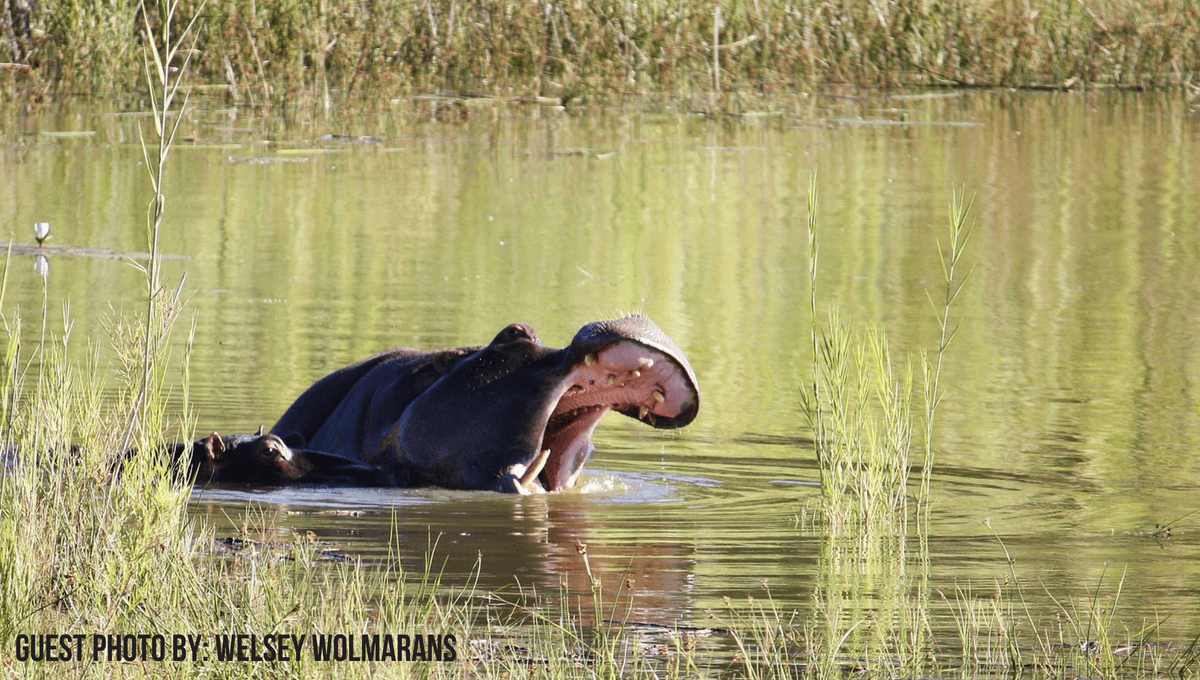 Guest photo of a hippo bellowing