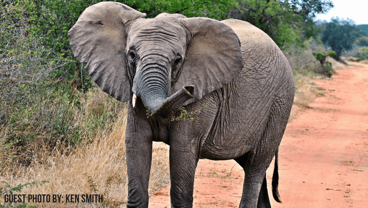 Guest photo of an elephant