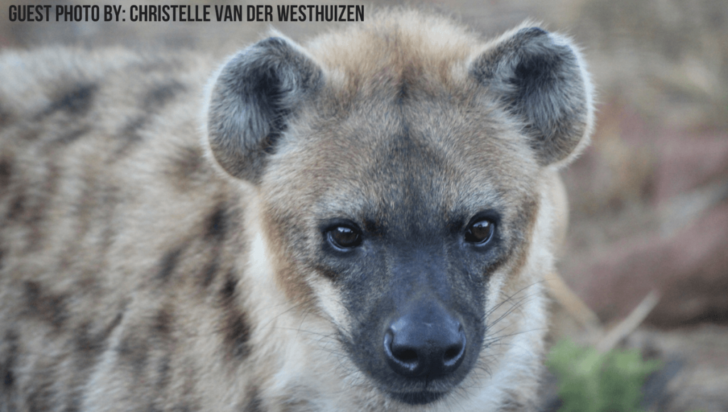 Guest photo of a hyena