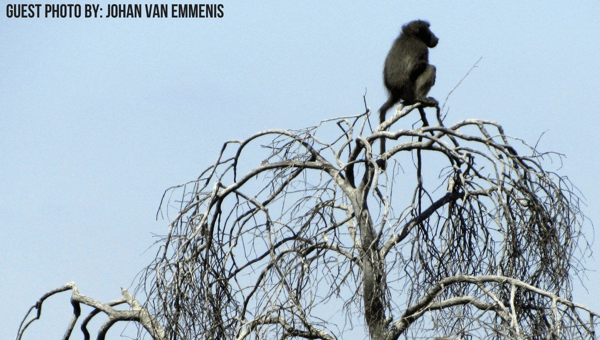 Guest photo of baboon in a tree