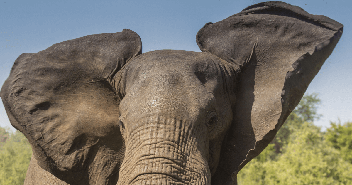 Elephant flapping ears to stay cool