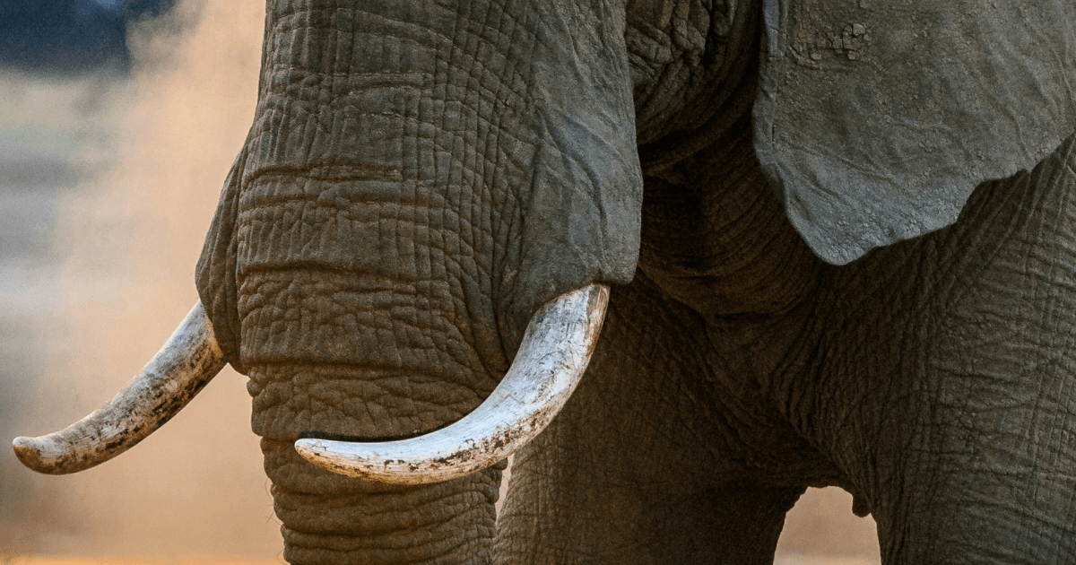 An Elephants Tusks