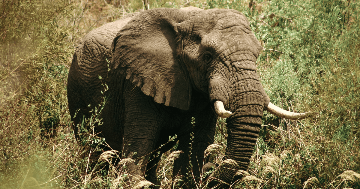 An Elephant with wrinkly skin