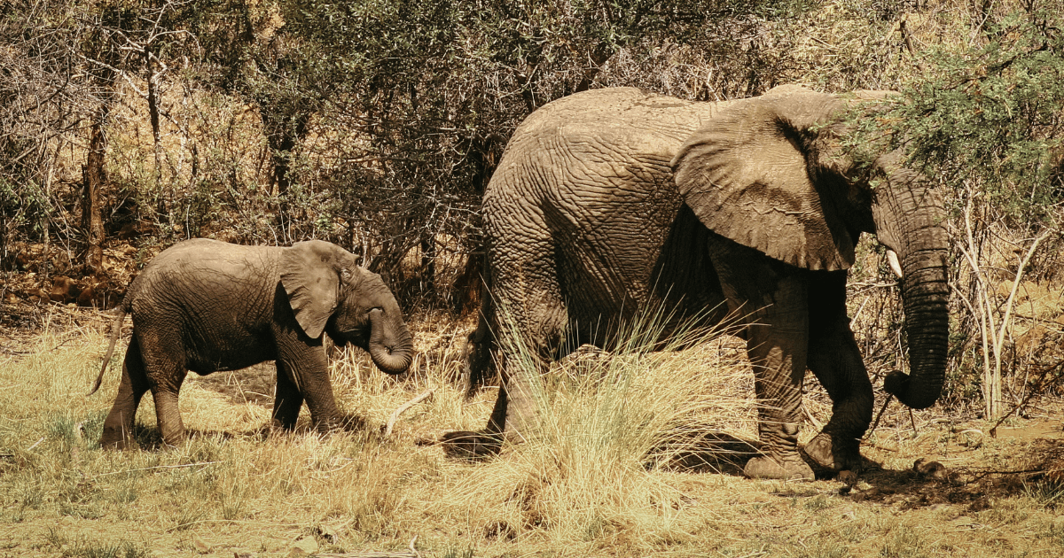 An Elephant cow with calf in tow