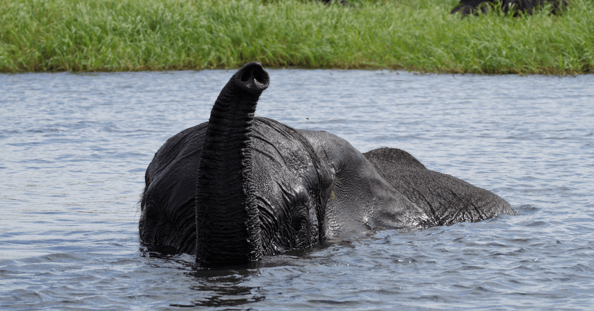An Elephant "snorkeling" 