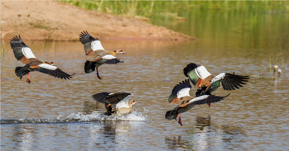 Egyptian Geese landing on the water