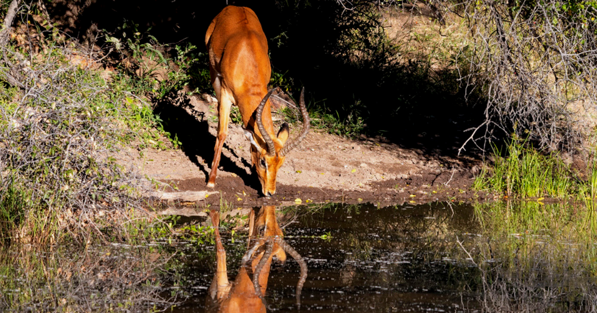 Impala at a watering hole