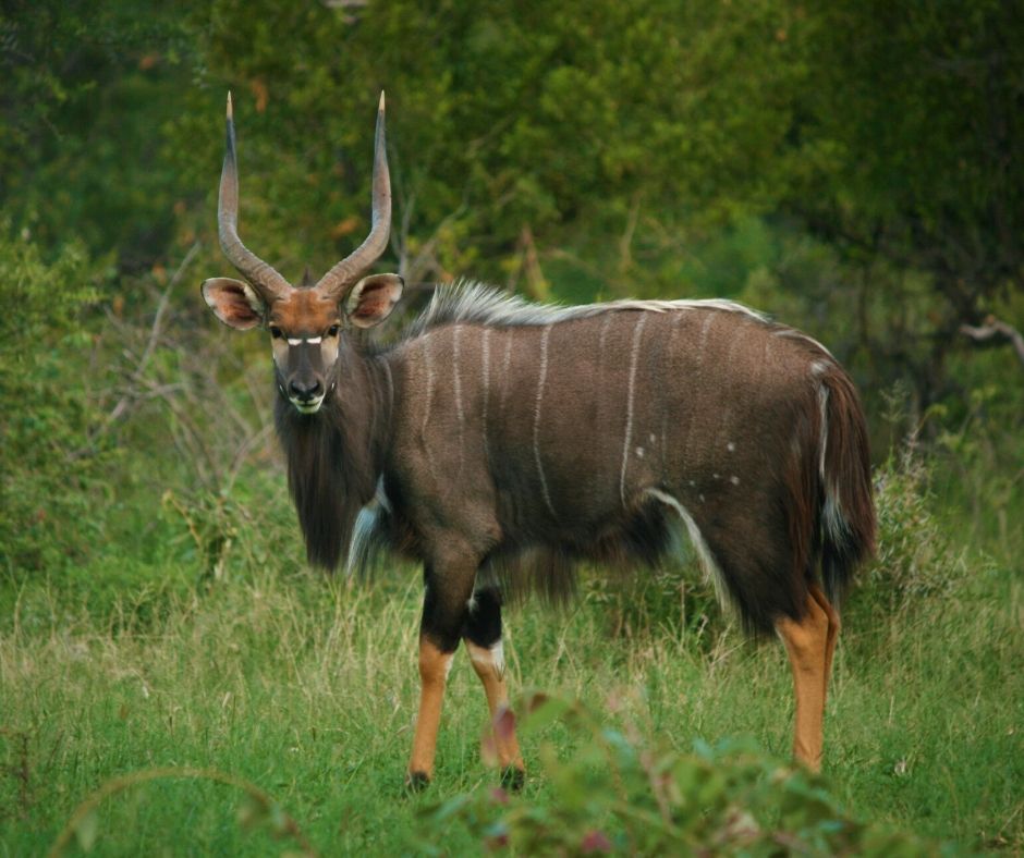 The majestic Nyala bull, with his ethereal features.