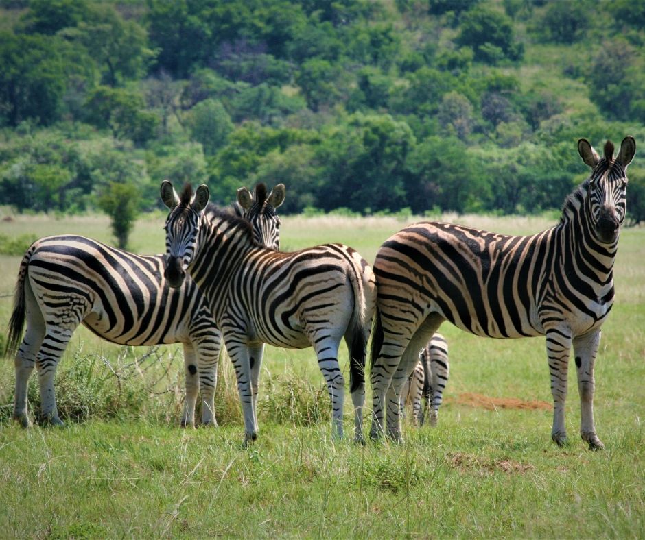 A herd of Zebra’s – their striking stripes are a wonder to look at.
